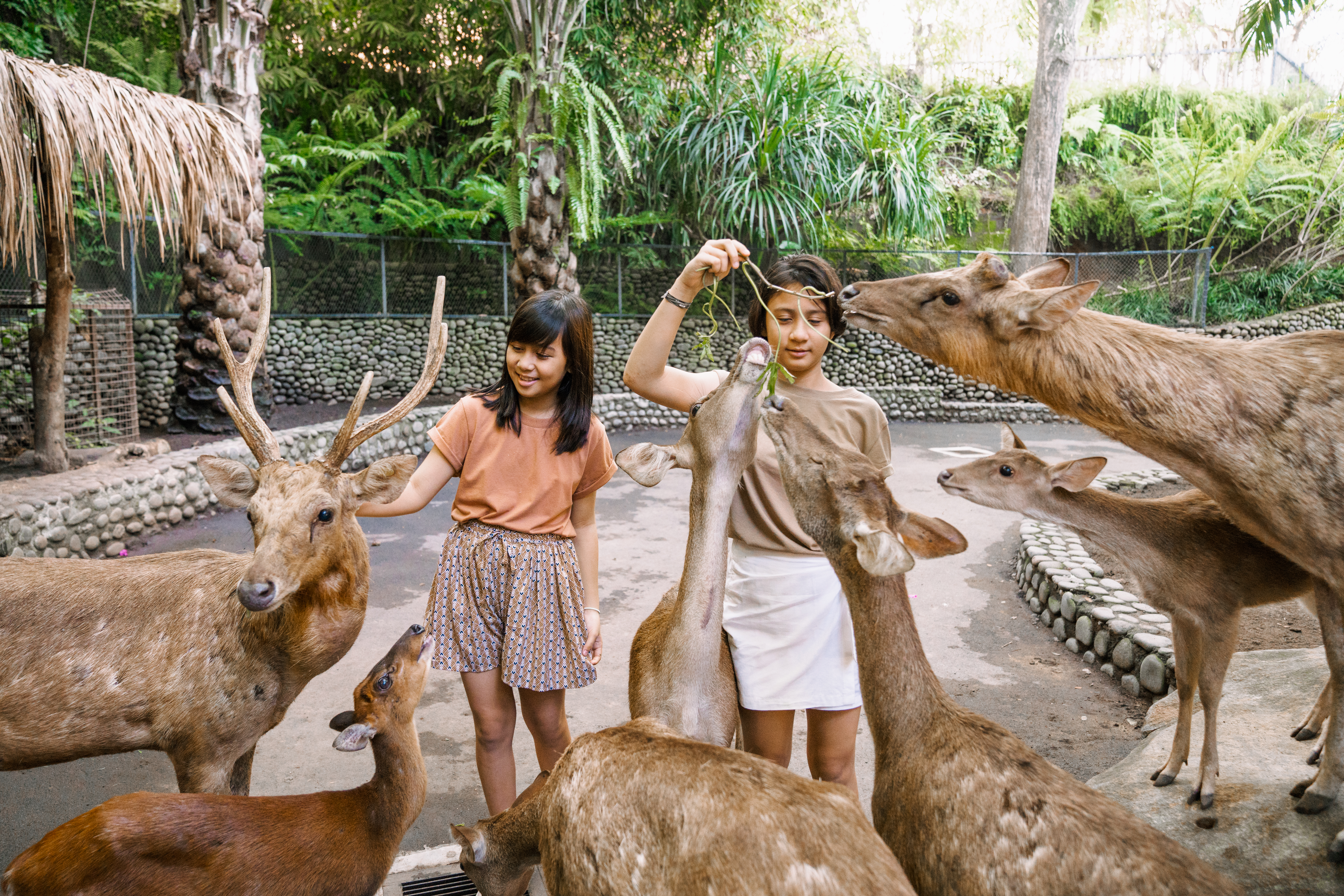 Bali Zoo Deer Feeding.jpg (23.28 MB)