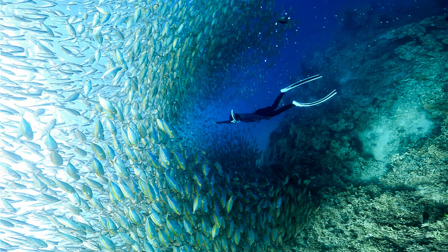 Snorkeling near Menjangan Island