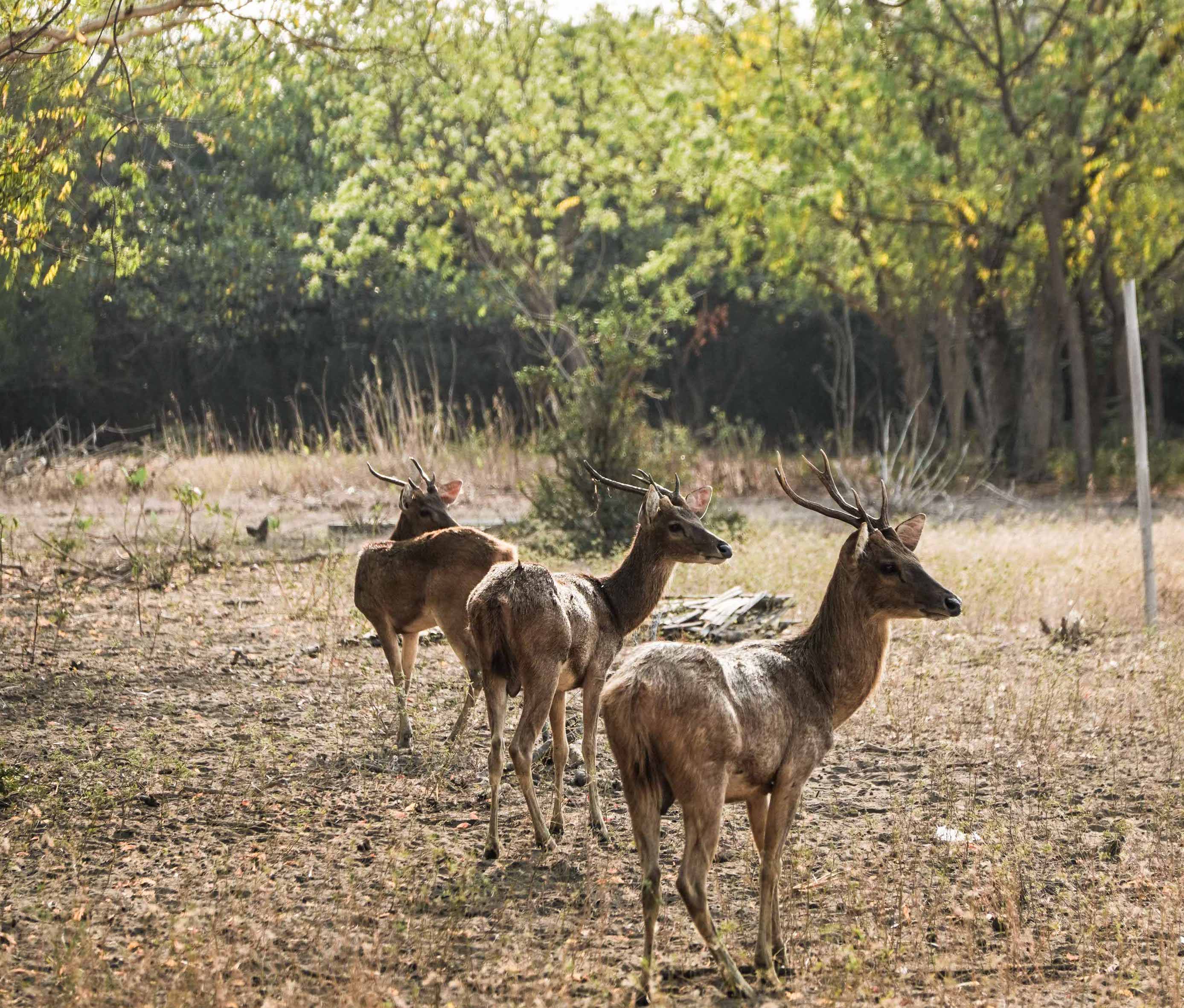 Deer