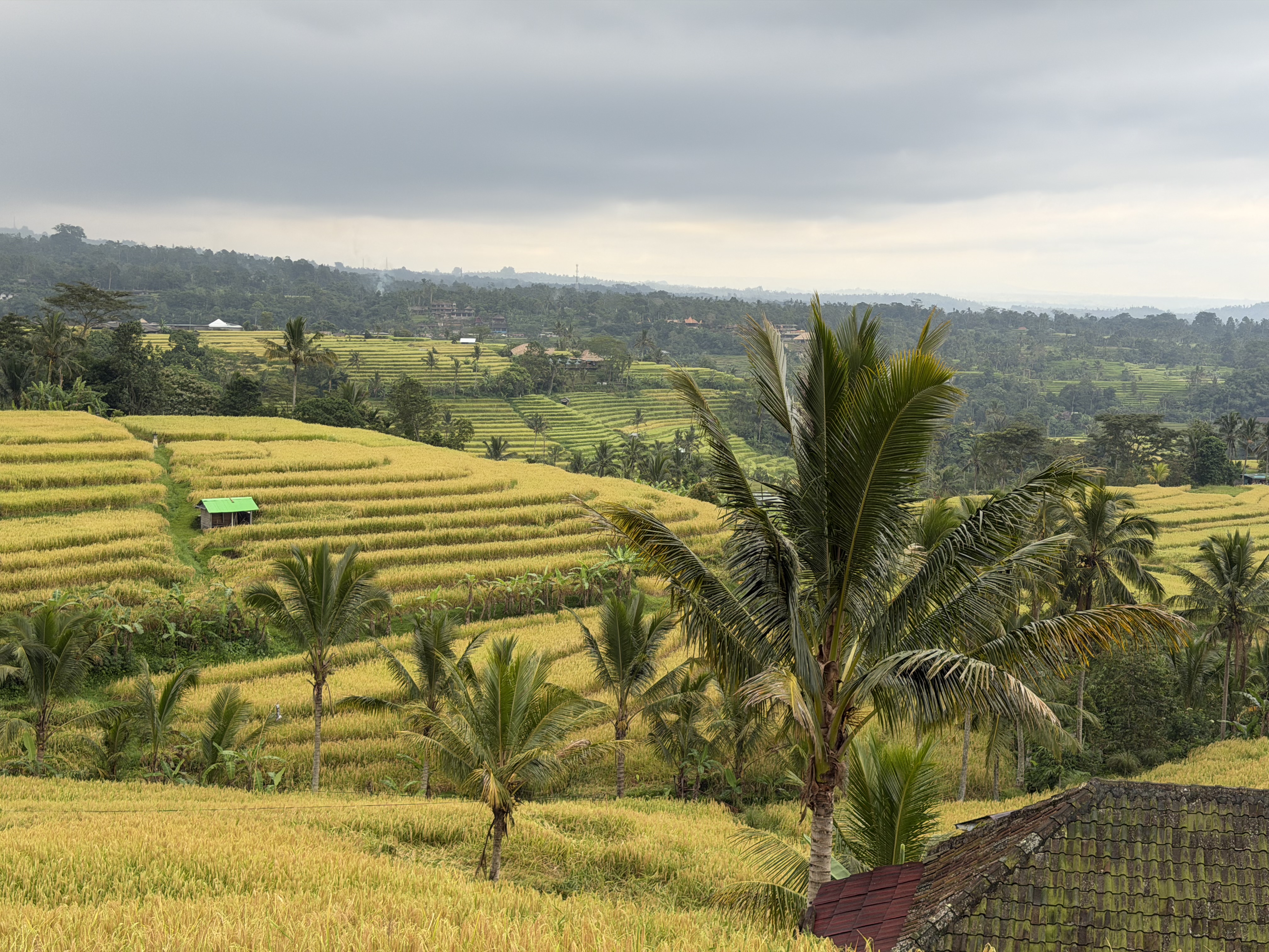 Jatiluwih rice terraces