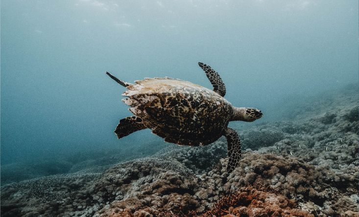 Snorkeling