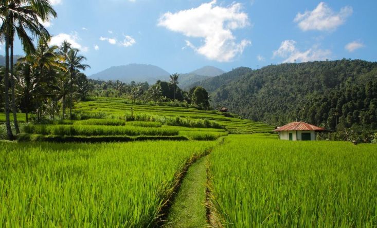 Jatiluwih rice terraces