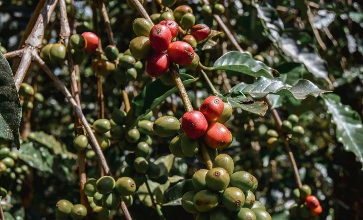 coffee plantations