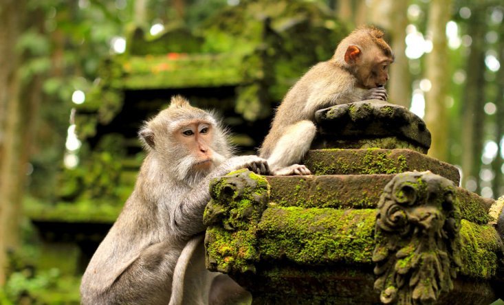 monkey forest