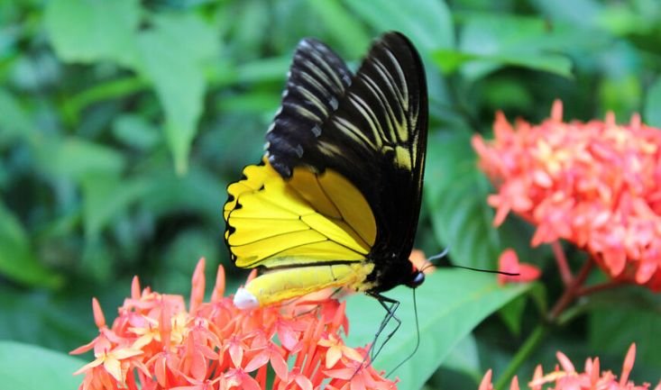 Butterfly Park