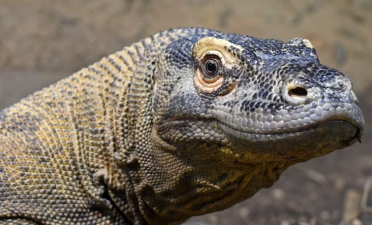 Komodo dragon