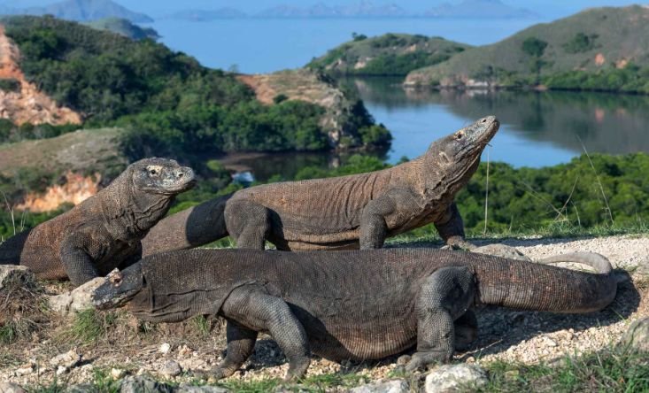 Komodo dragon