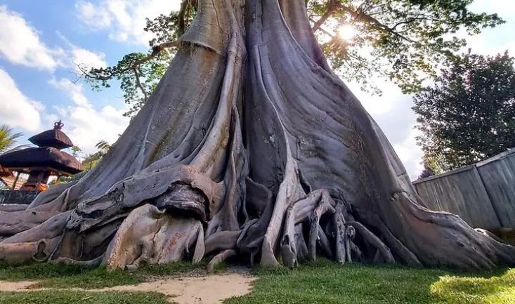 Bayan Ancient Tree cotton tree