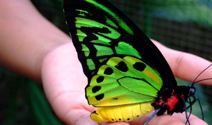 Butterfly Park