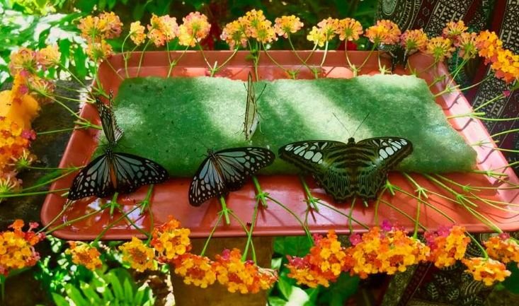 Butterfly Park