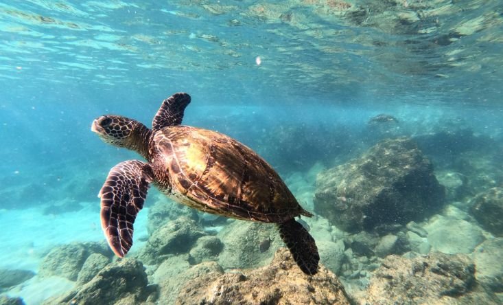 snorkeling