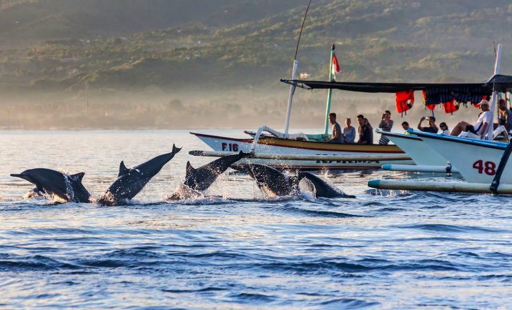 swimming with dolphins at dawn