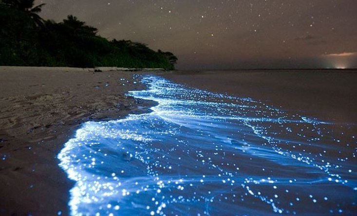 glowing Plankton
