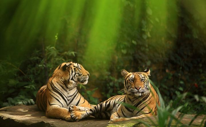 Bali Zoo