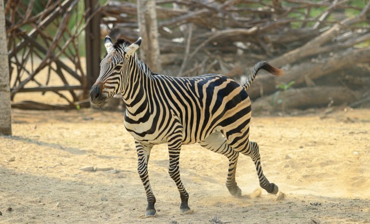 Bali Zoo