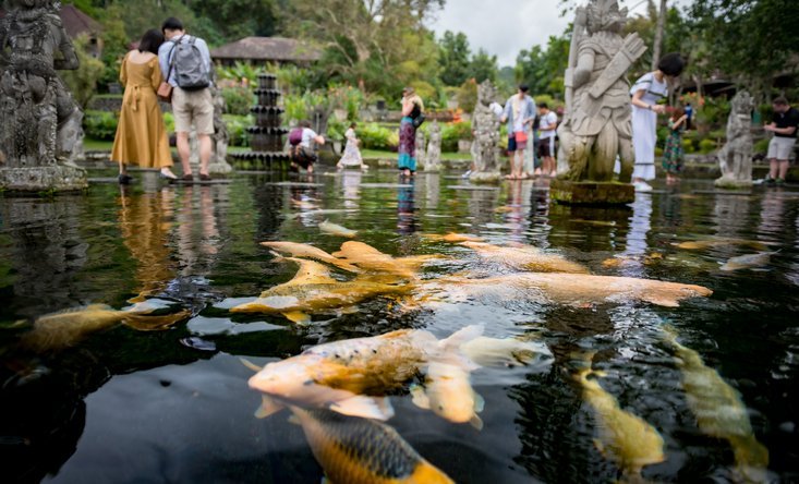 Golden carps Tirta Ganga palace