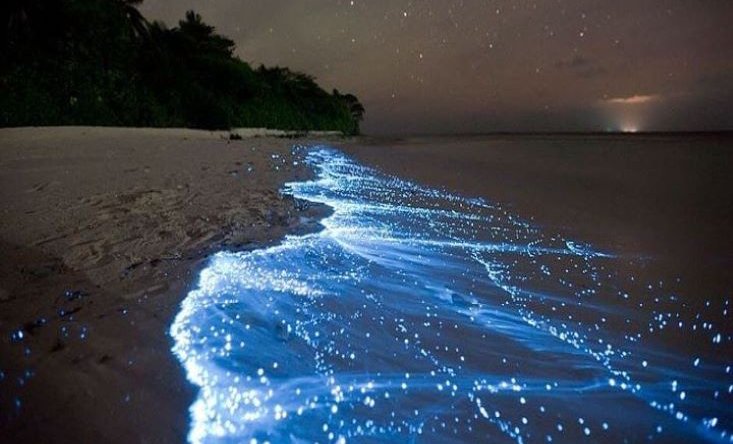 ночное плавание со светящимся планктоном