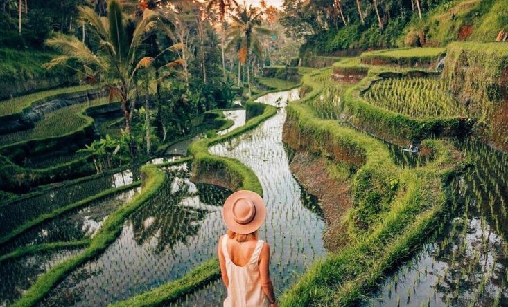 Rice terrace Tegalalang