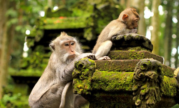 Monkey Forest