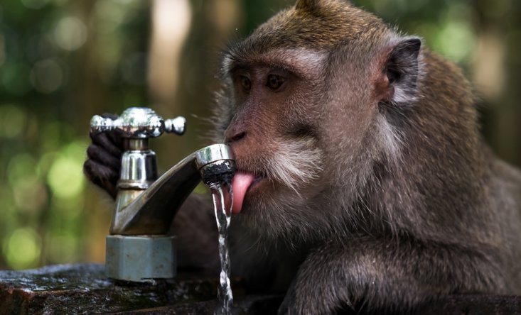 Monkey Forest in Ubud