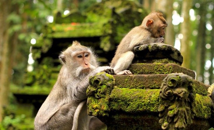 Monkey Forest