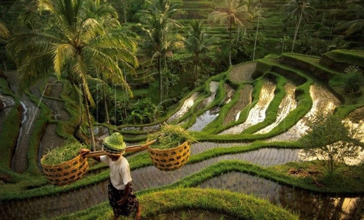 Tegallalang Rice Terraces