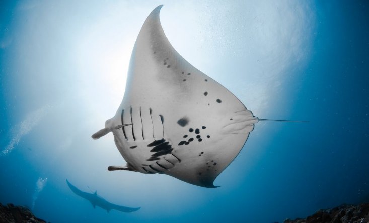 Manti