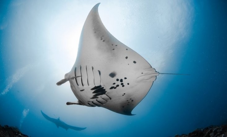 Manta