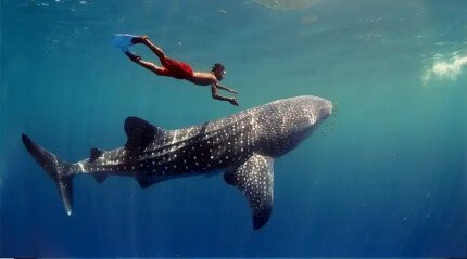Snorkeling with whale sharks