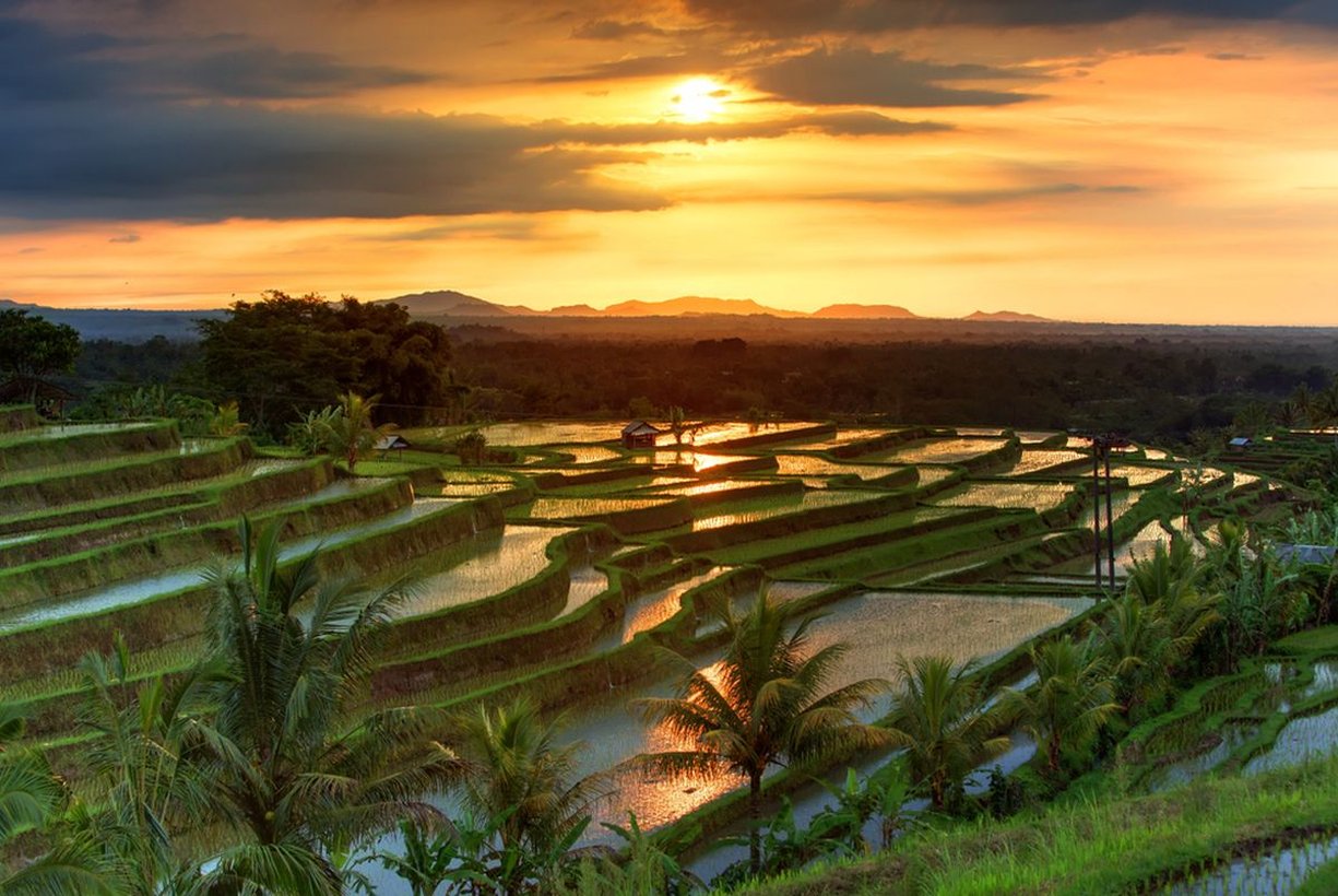 Jatiluwih Rice Terraces