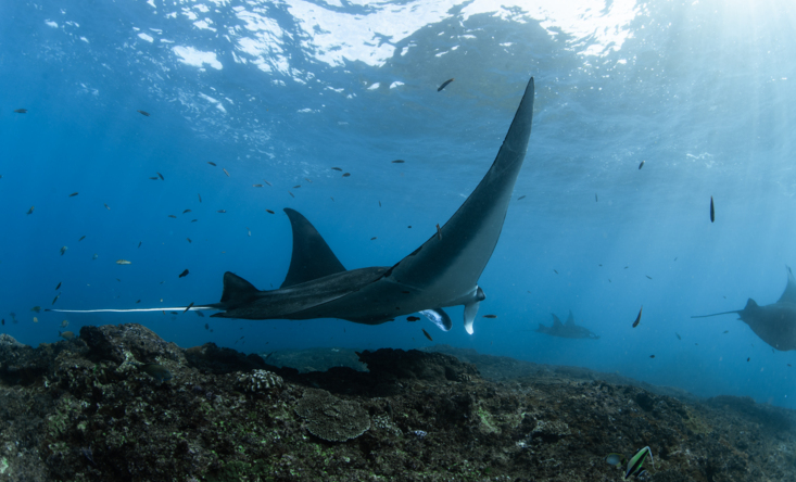 Swimming with manta rays