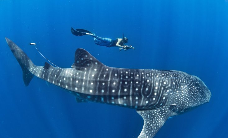 Snorkeling