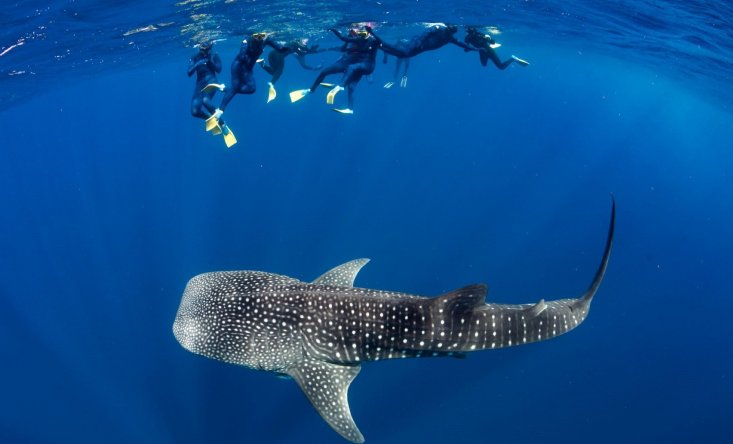 Whale sharks