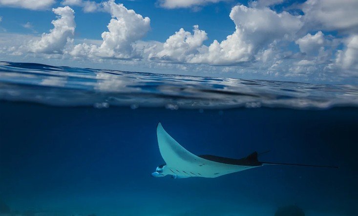 Snorkeling with Mantas