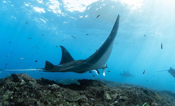 Swimming with manta rays