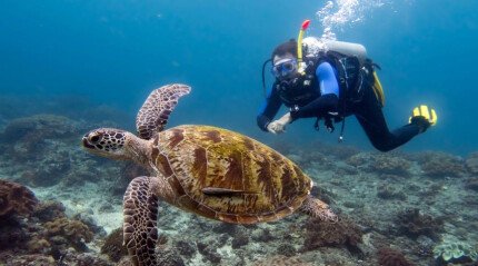 Plongée avec des raies manta