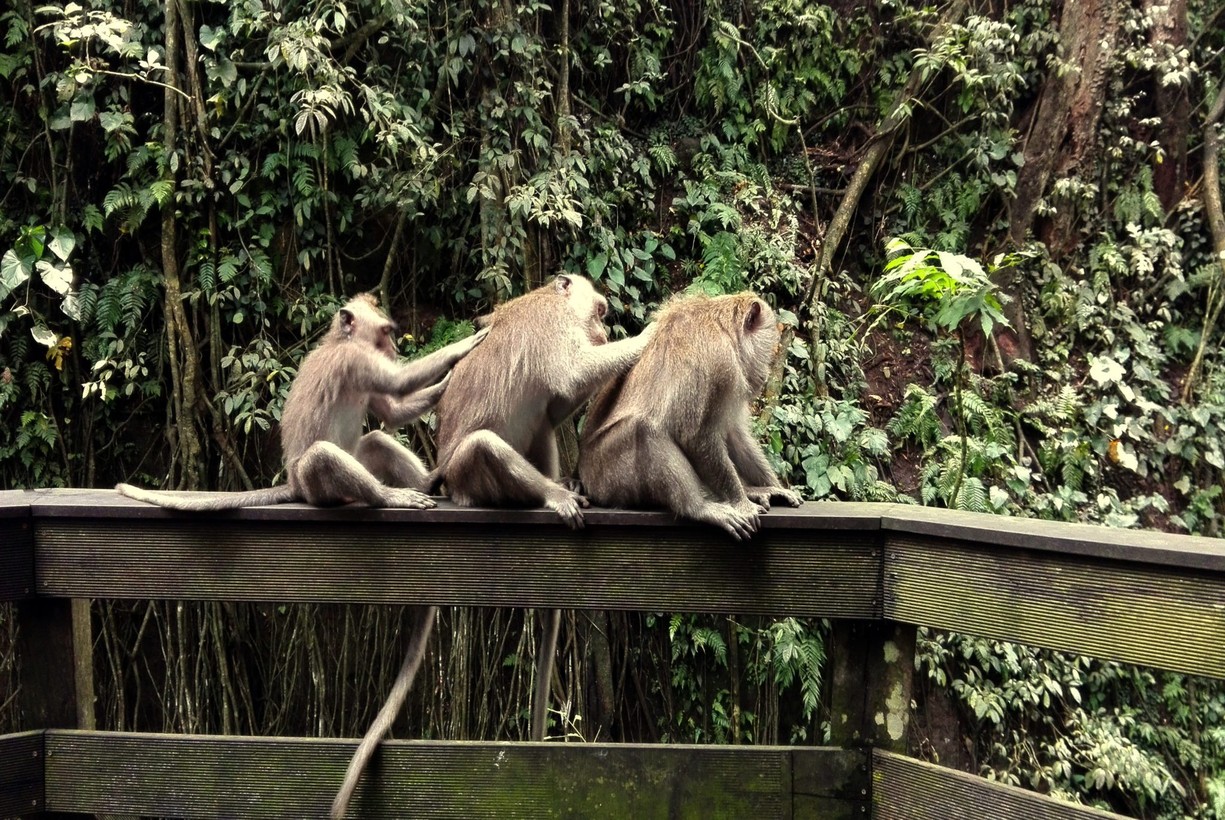 Monkey Forest