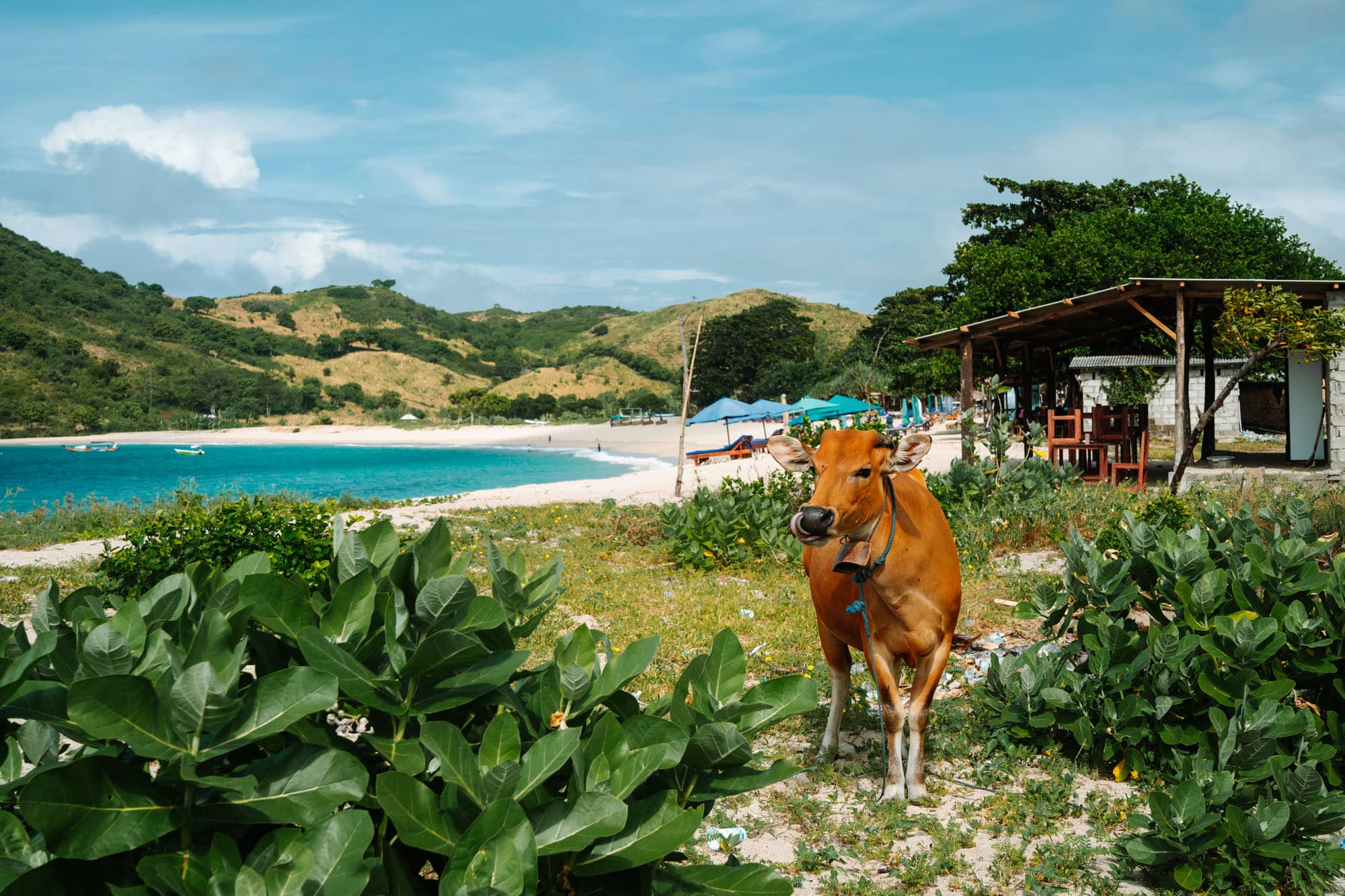 Vache de Lombok