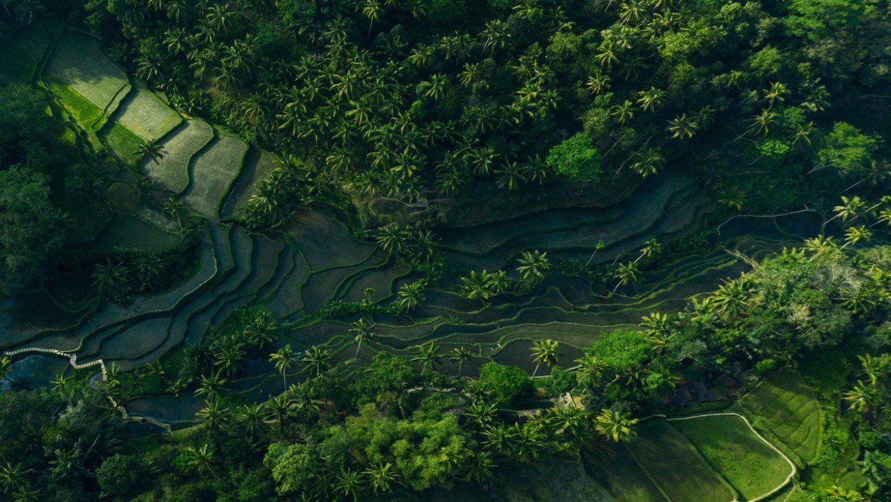 Rice fields
