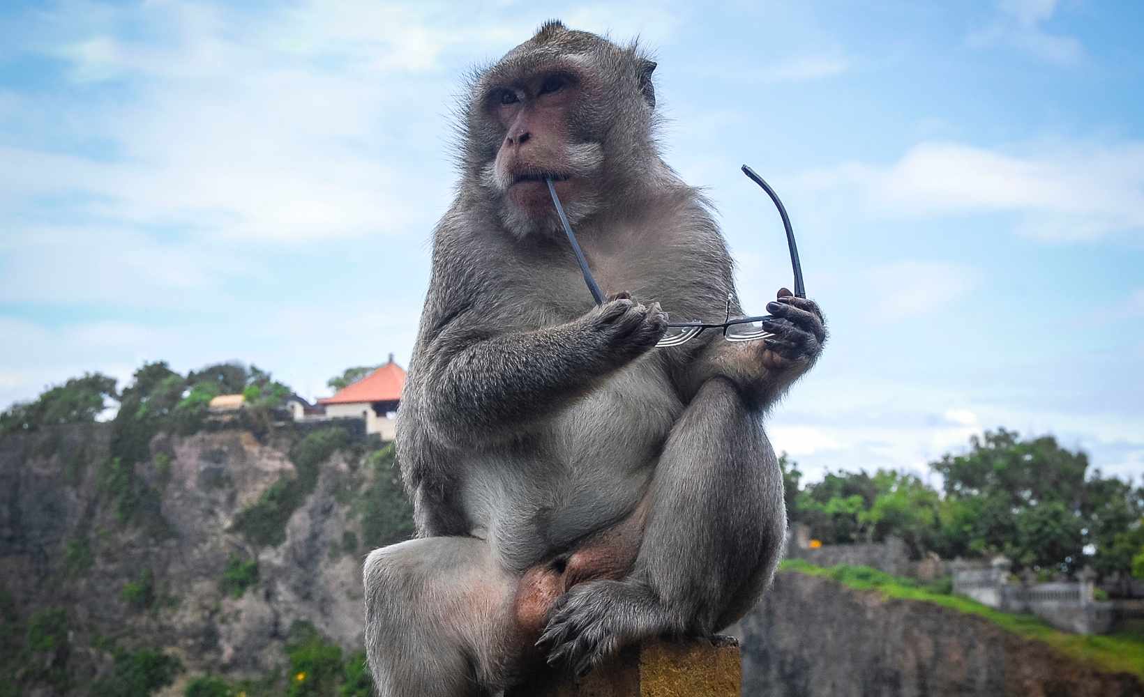 Monkey and glasses