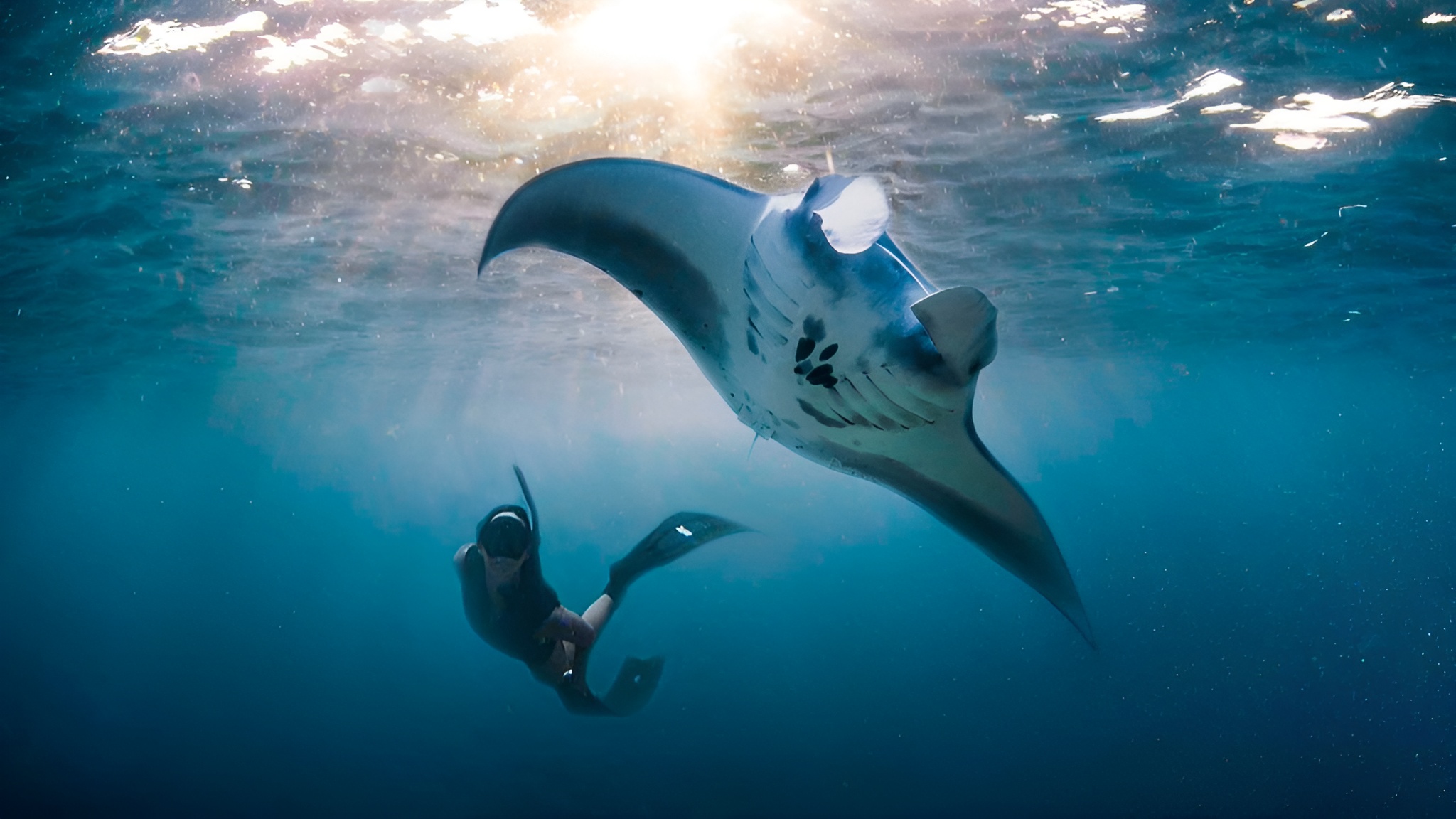 Снорклинг Manta Bay