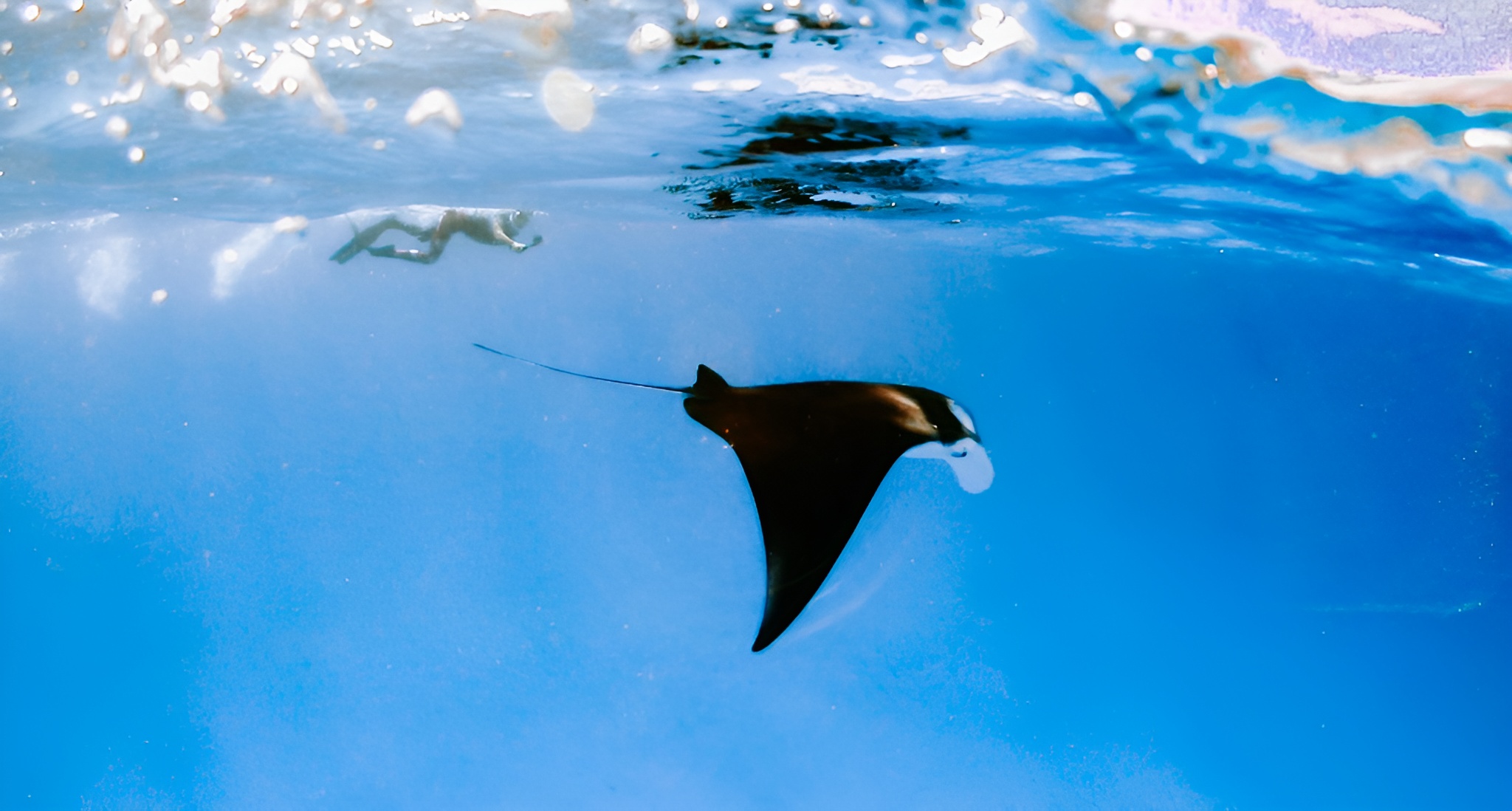 Снорклинг Manta Bay