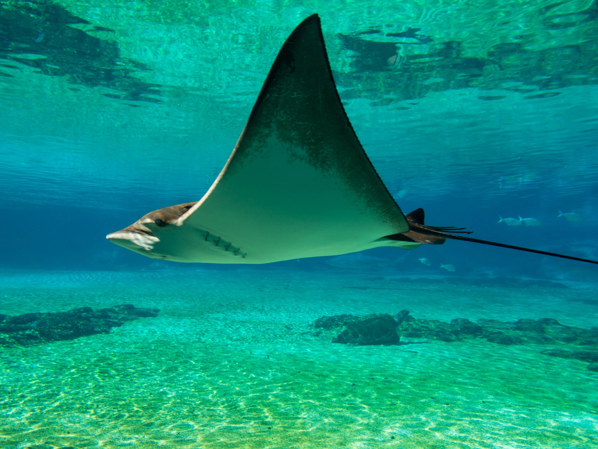 Manta Point