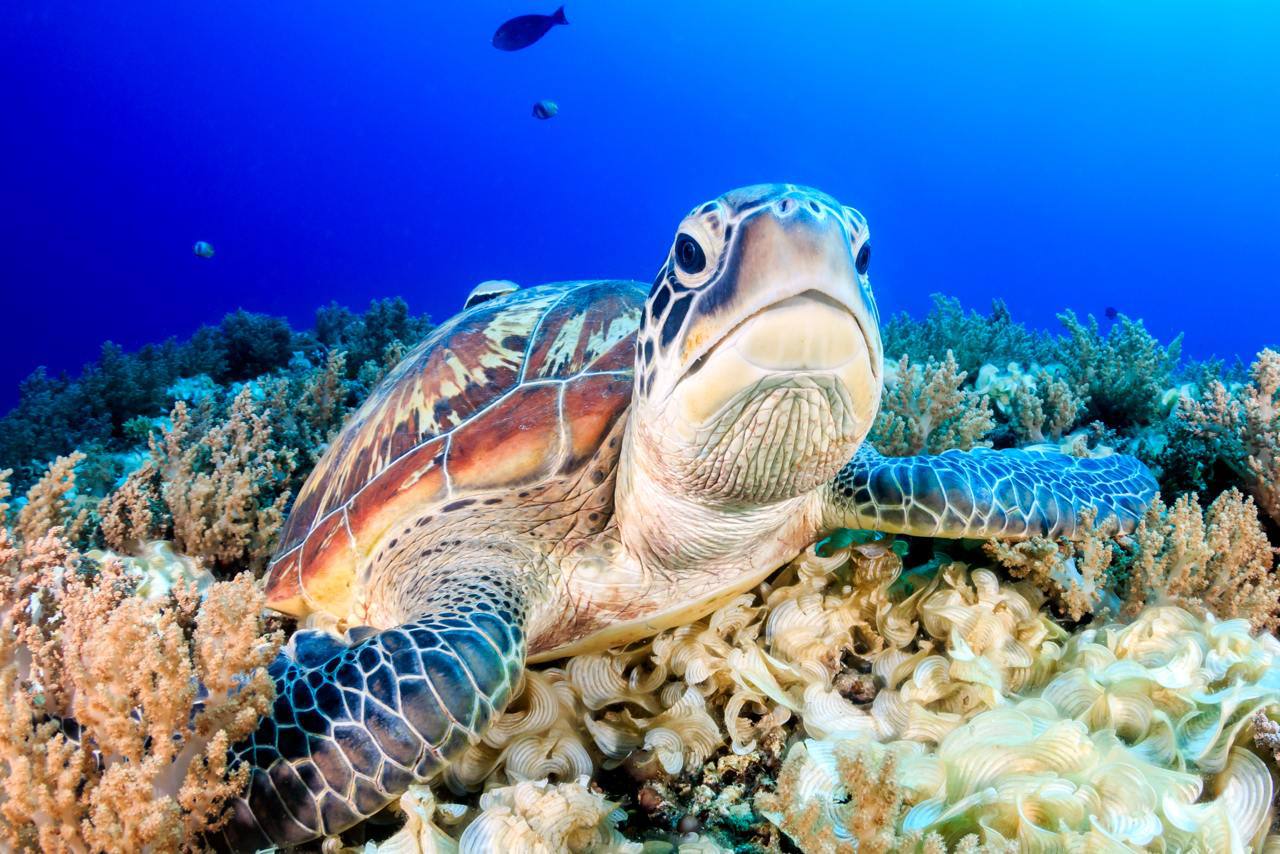 Turtle
