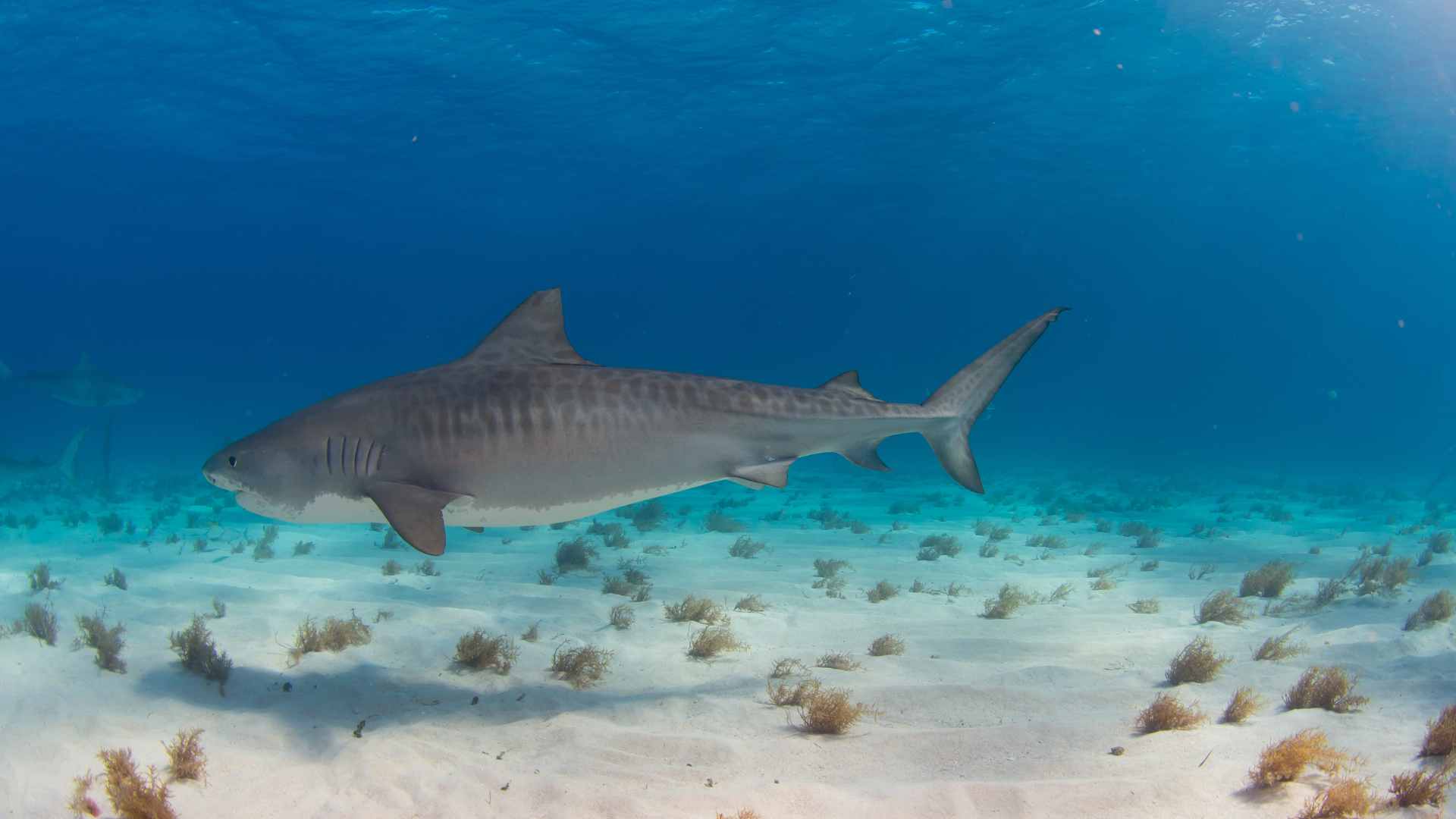 Shark