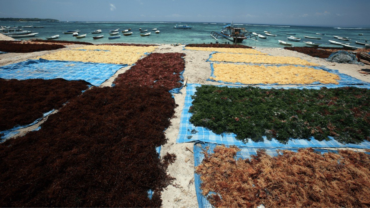Seaweed cultivation