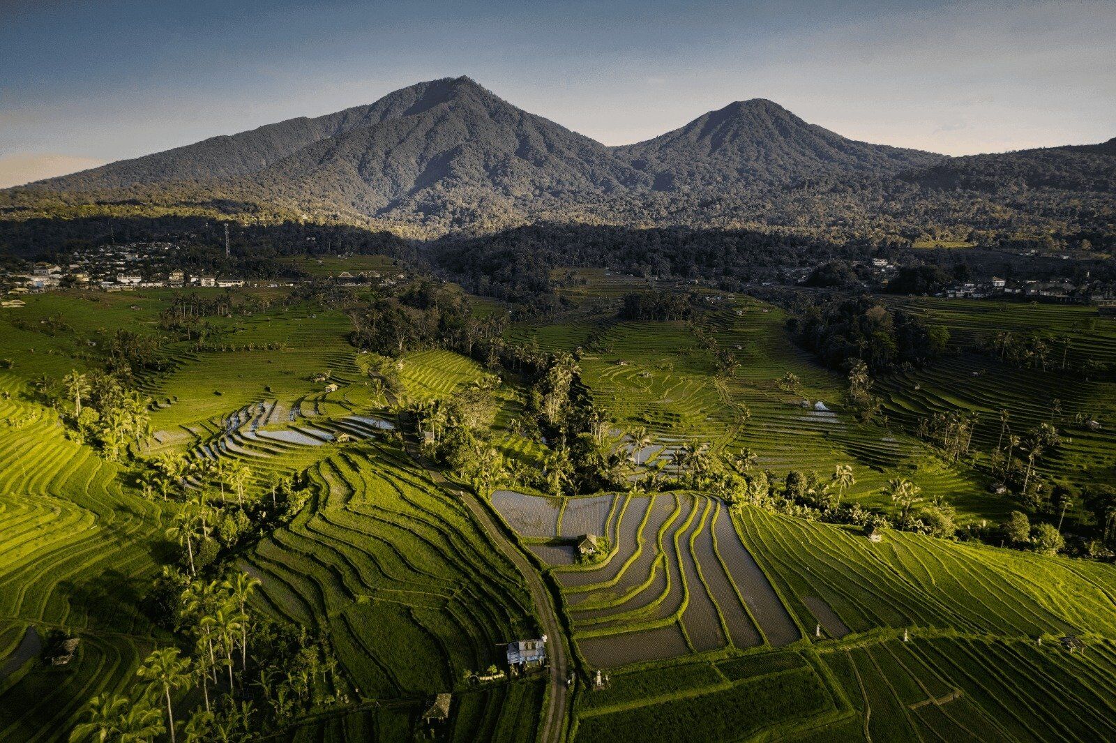 Rice terraces