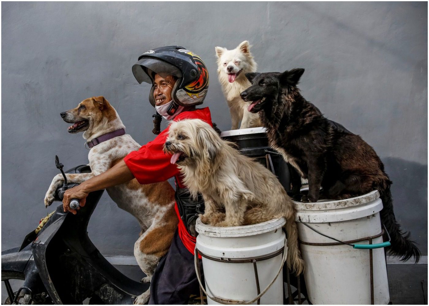 Dogs on a bike