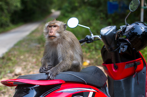 Bike rental