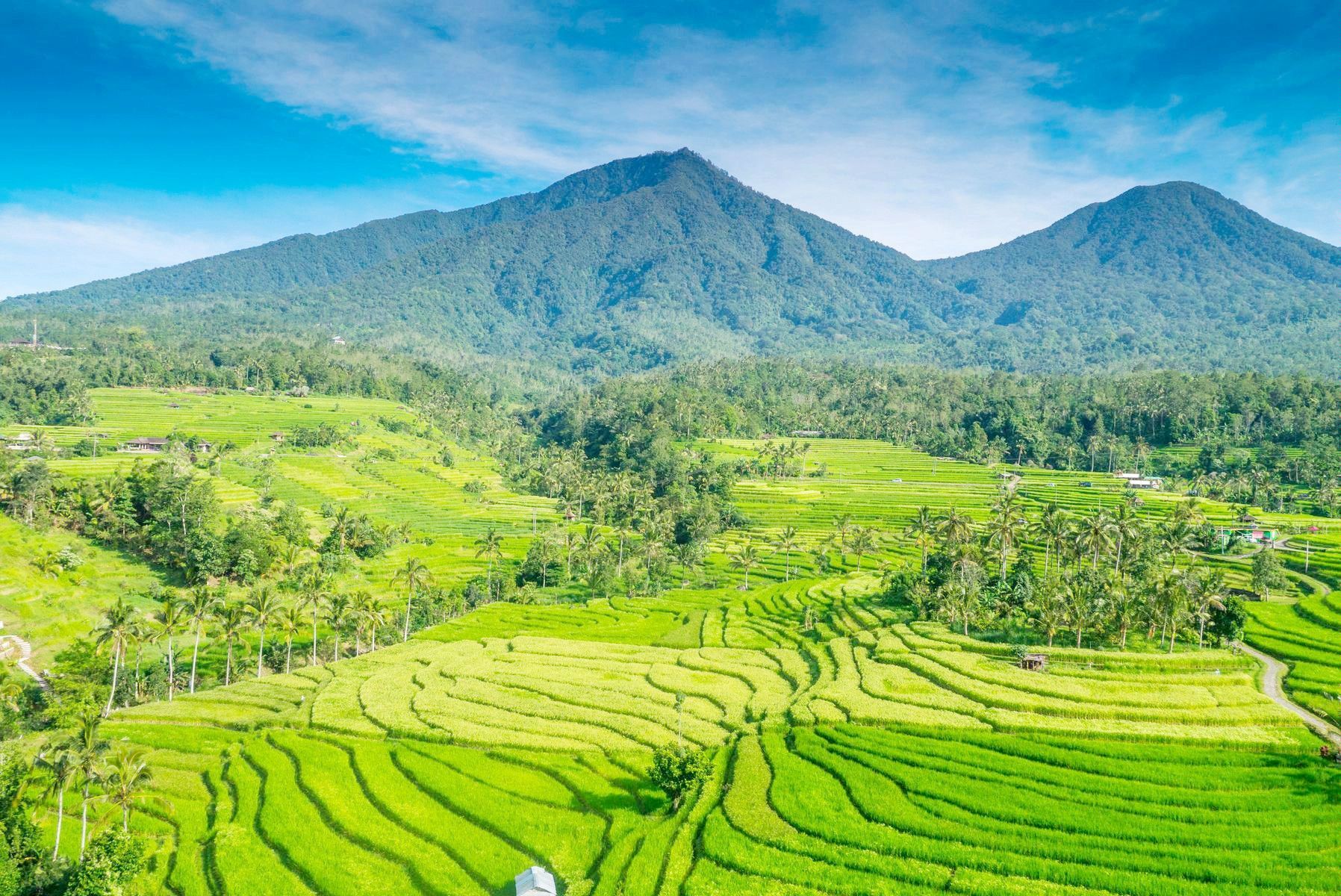 Tegallalang Rice Terrace